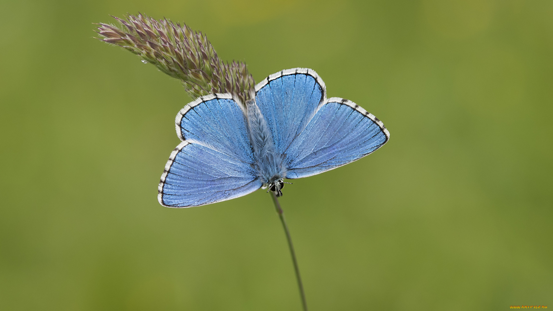 животные, бабочки, , мотыльки, , моли, макро