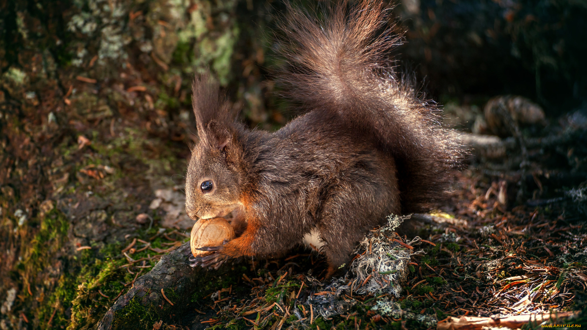 животные, белки, белка