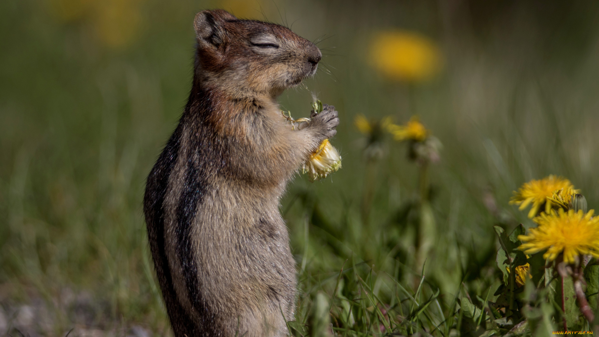 животные, бурундуки, одуванчики, завтрак, бурундук, грызун, боке, цветы