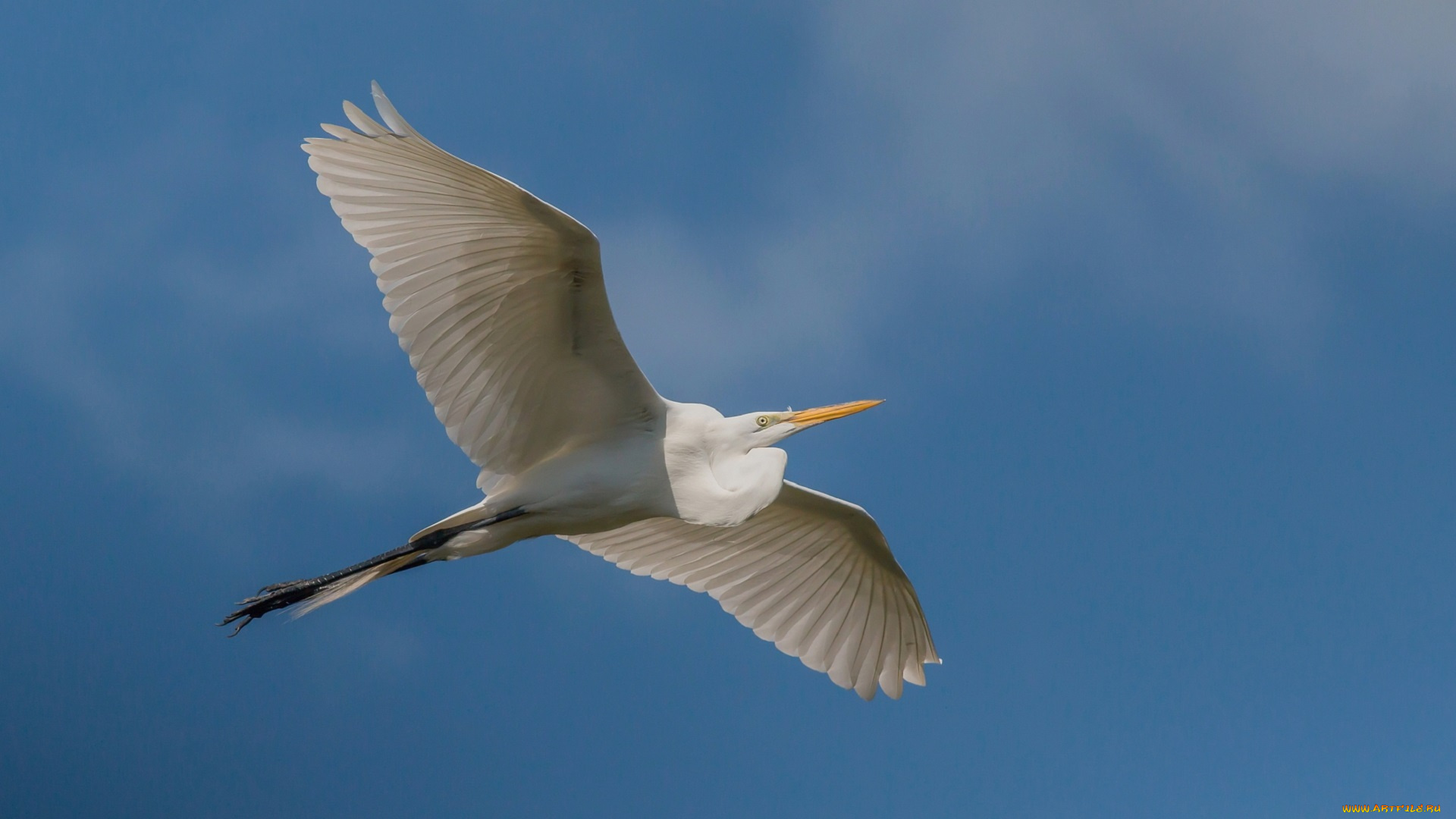 животные, цапли, , выпи, птица