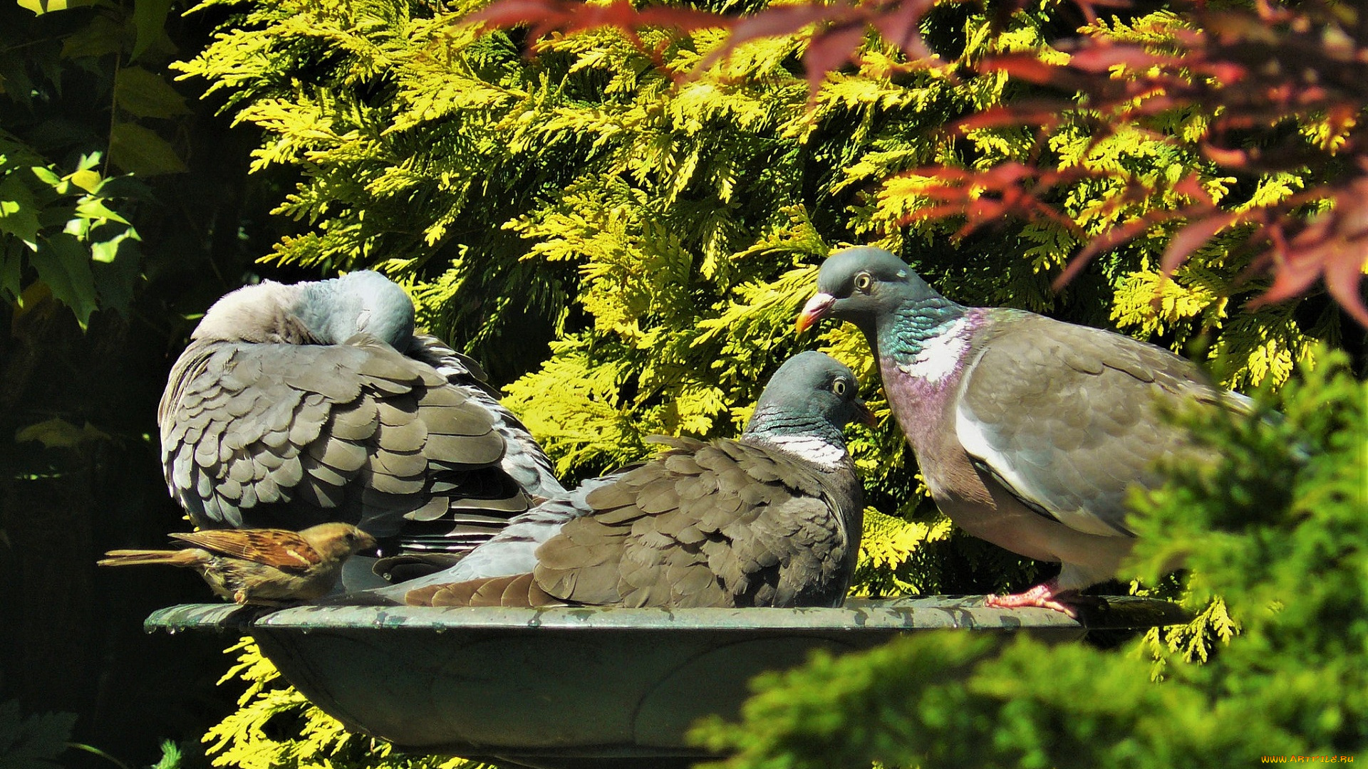 животные, голуби