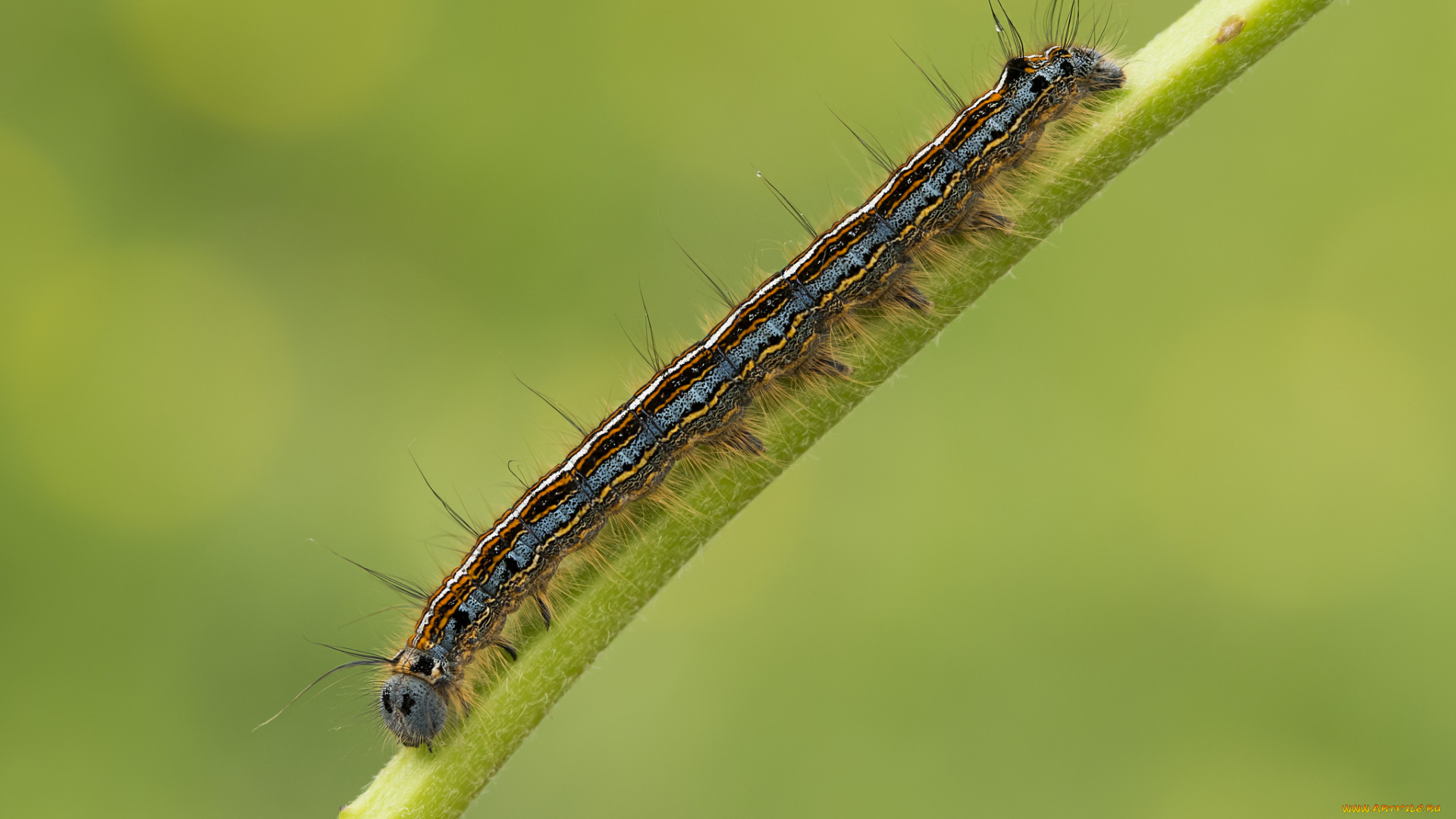животные, гусеницы, макро