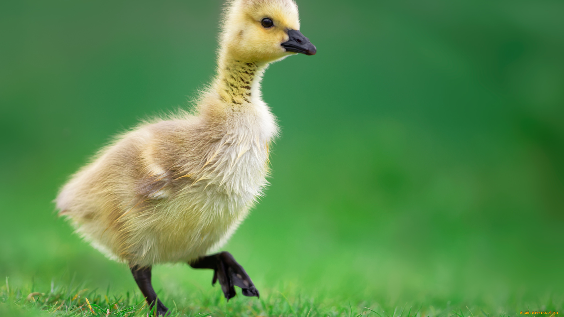 животные, гуси, гусенок, травка, малыш, природа