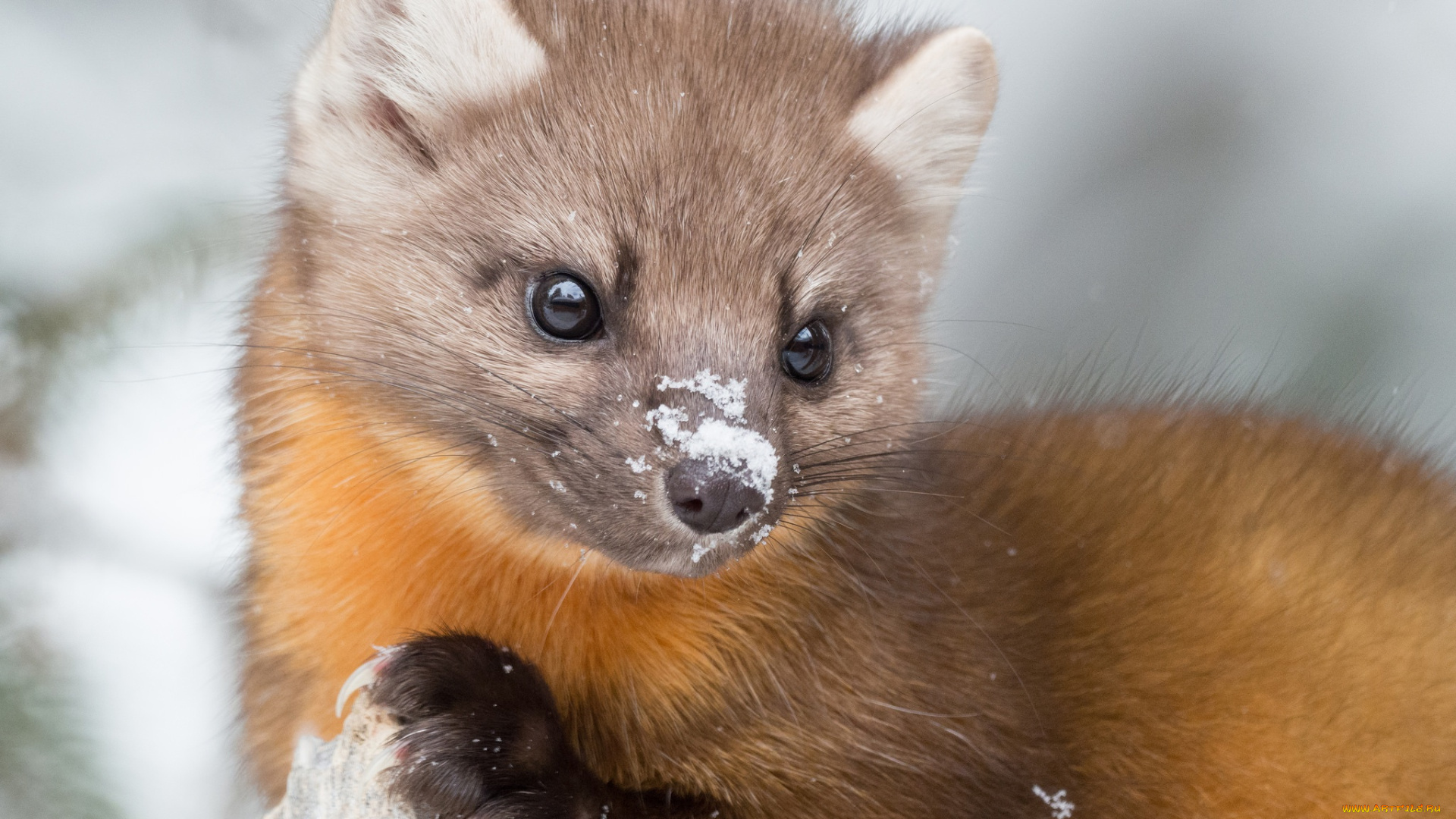 животные, хорьки, , куницы, , горностаи, , ласки, , соболи, зверёк, мордочка, лесная, куница, желтодушка