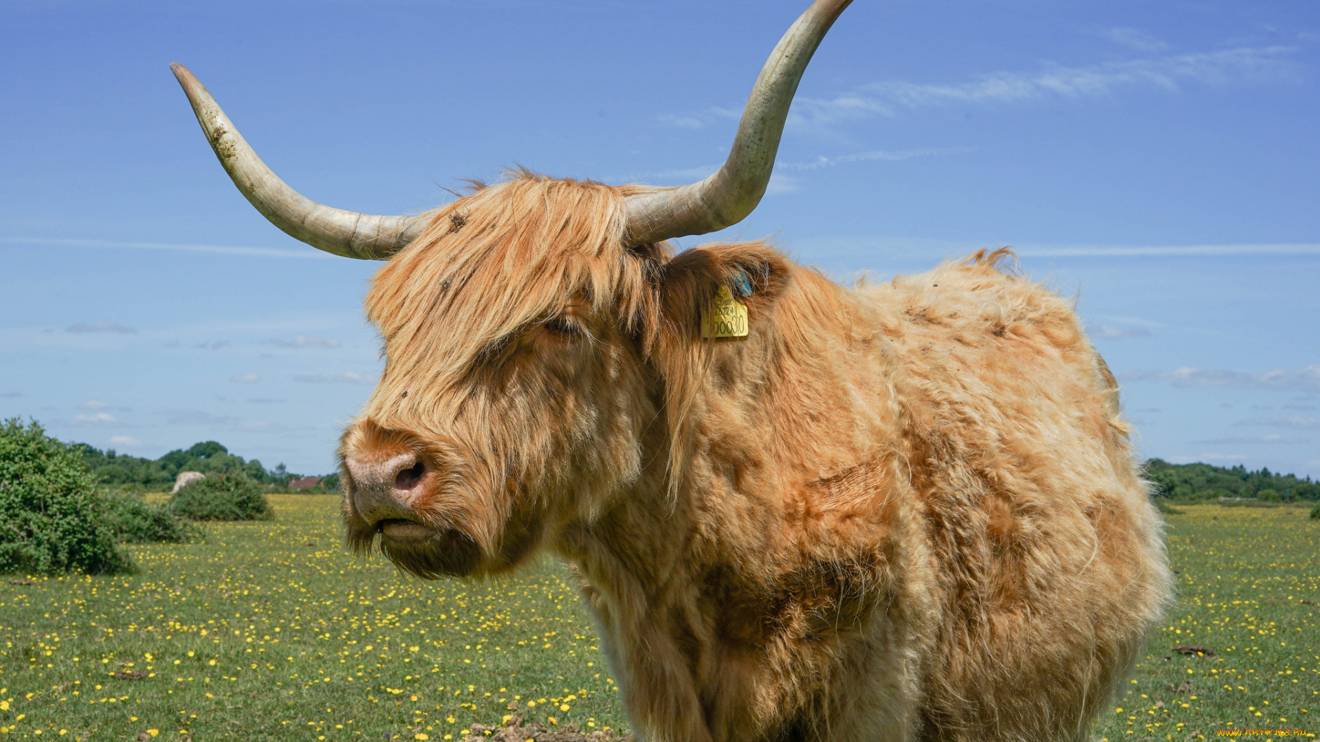 животные, коровы, , буйволы, бык