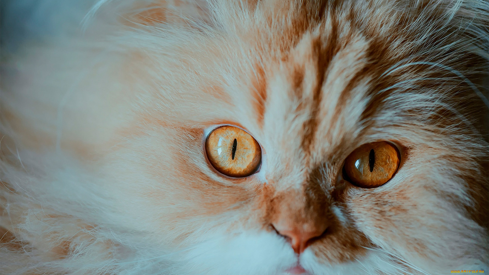 животные, коты, котёнок, взгляд, мордочка, рыжий, пушистый