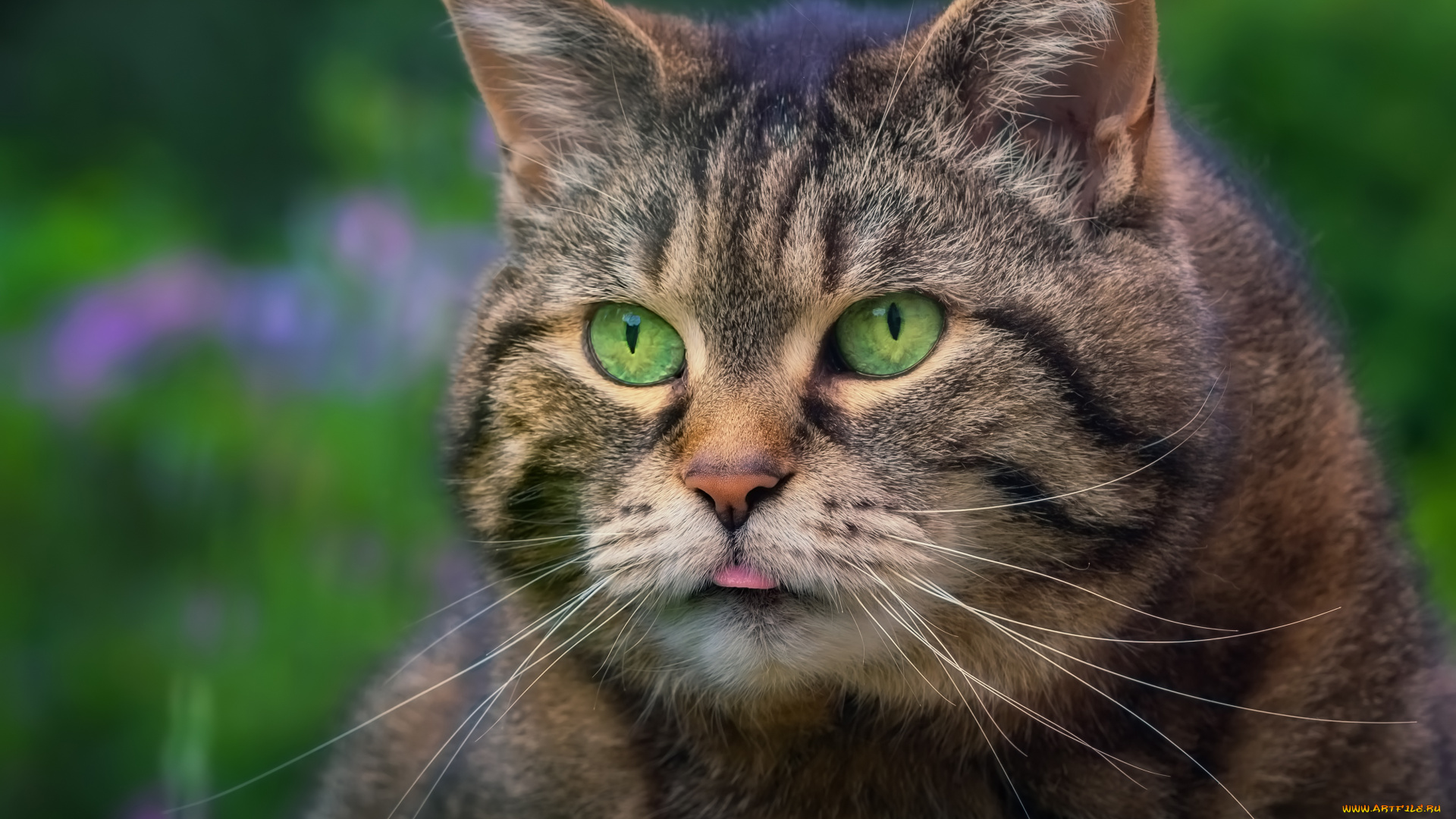 животные, коты, здоровяк, кот, котофеич, мордаха, портрет, взгляд, котэ