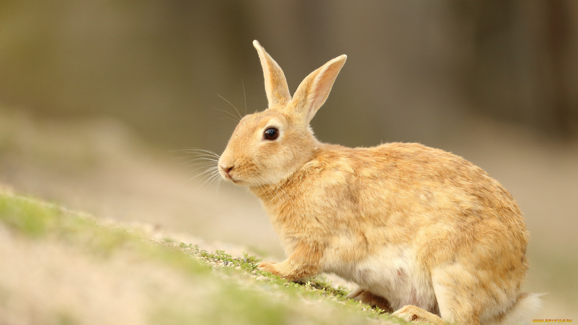 животные, кролики, , зайцы, природа, животное, заяц