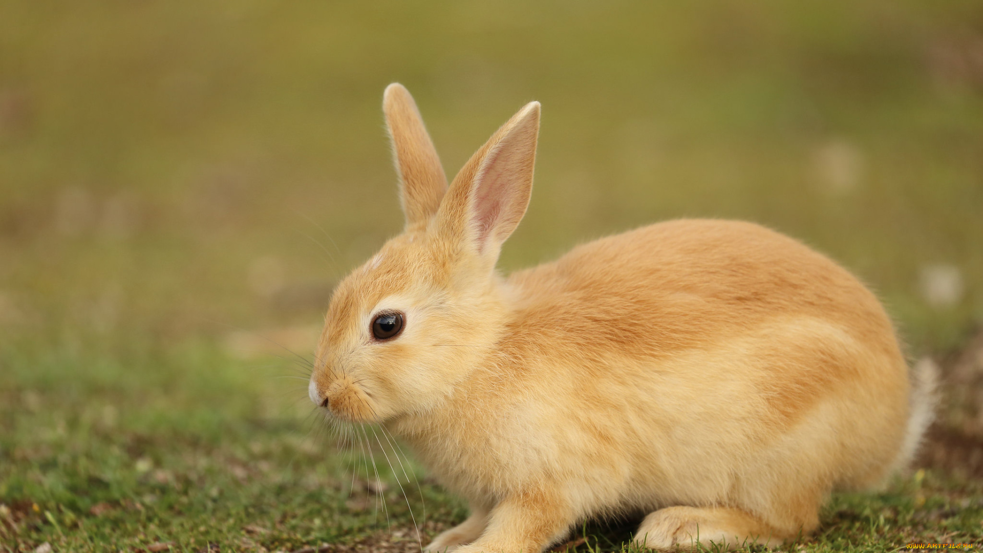 животные, кролики, , зайцы, природа, животное, заяц