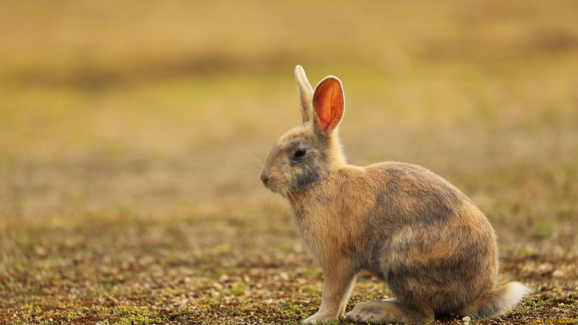животные, кролики, , зайцы, животное, заяц, природа