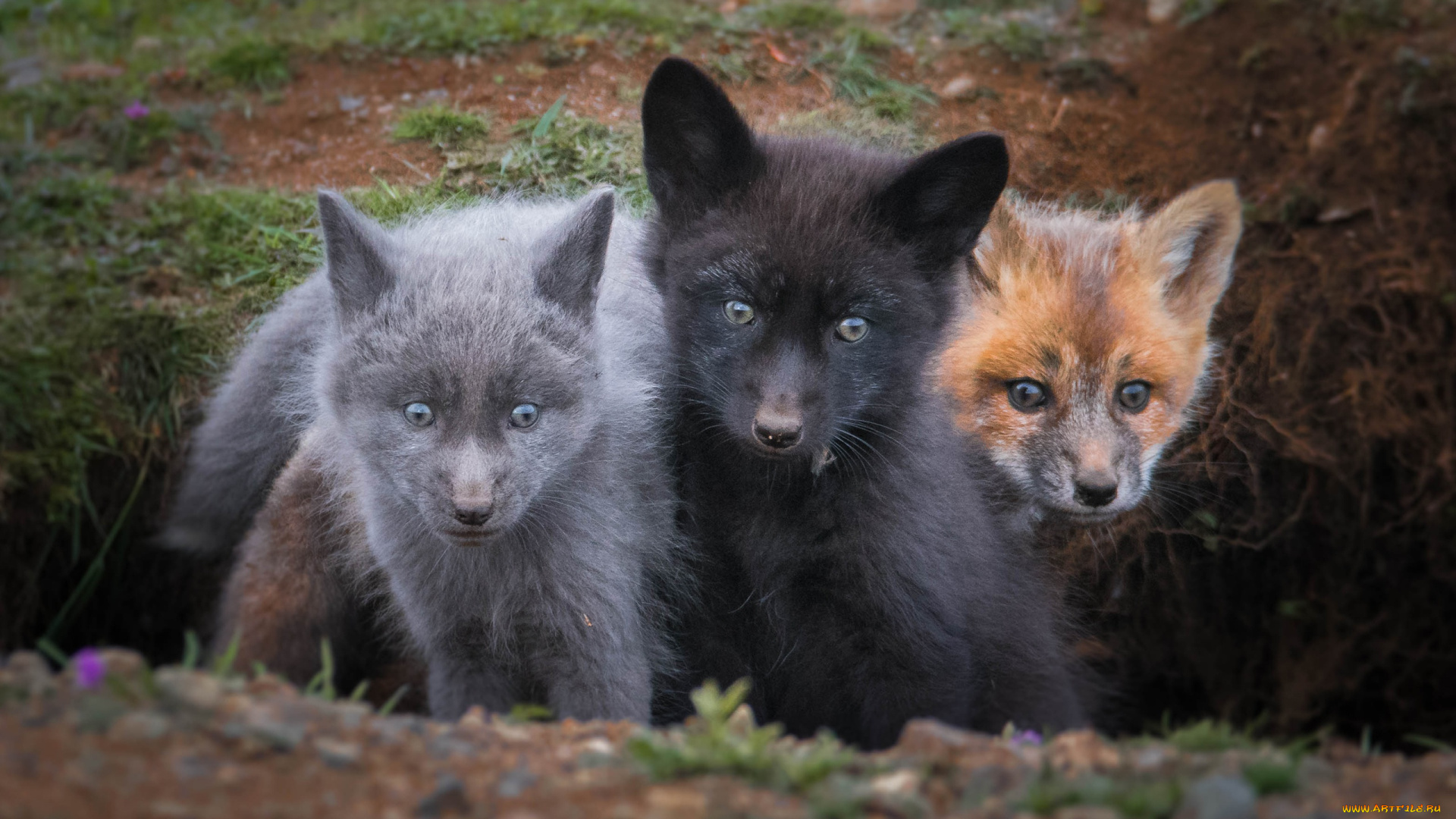 животные, лисы, детёныши, лисята, трио, троица