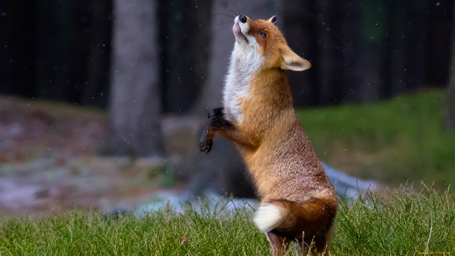 животные, лисы, танец, трава, лиса, рыжая