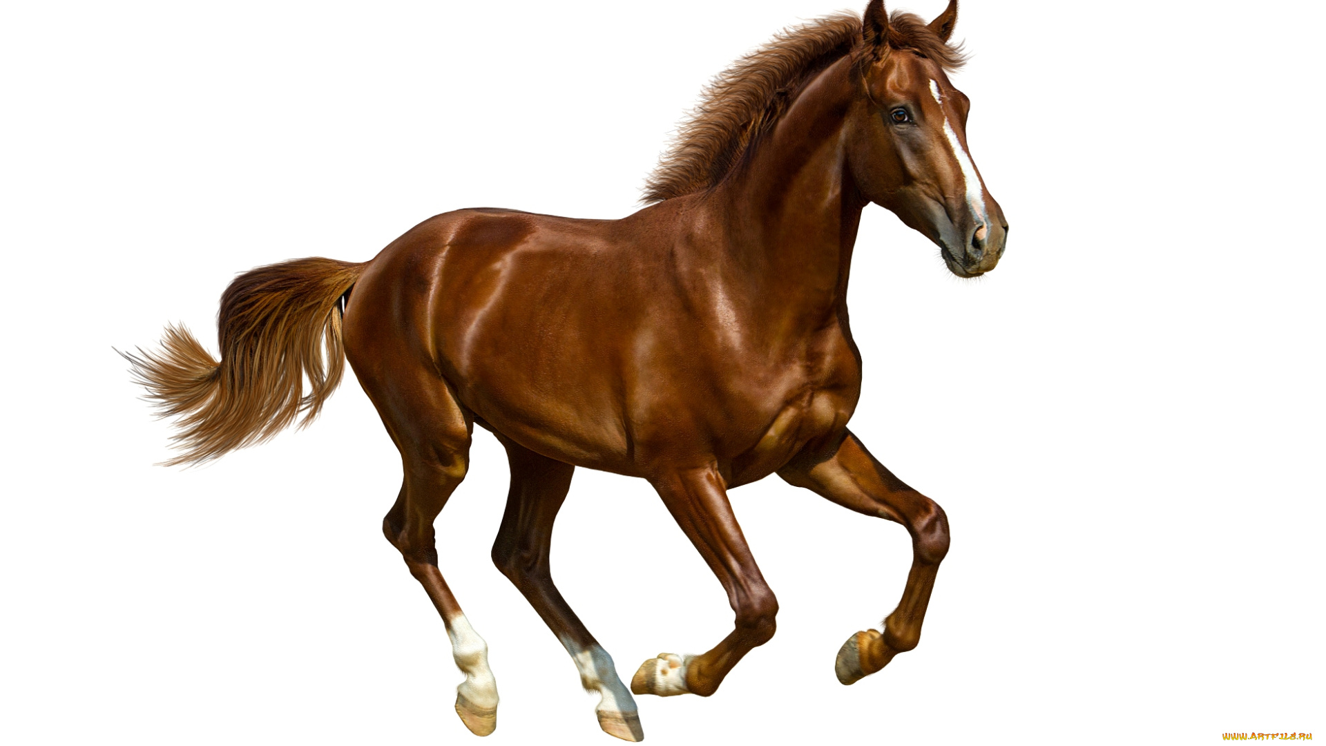 животные, лошади, галоп, гнедой, конь, лошадь