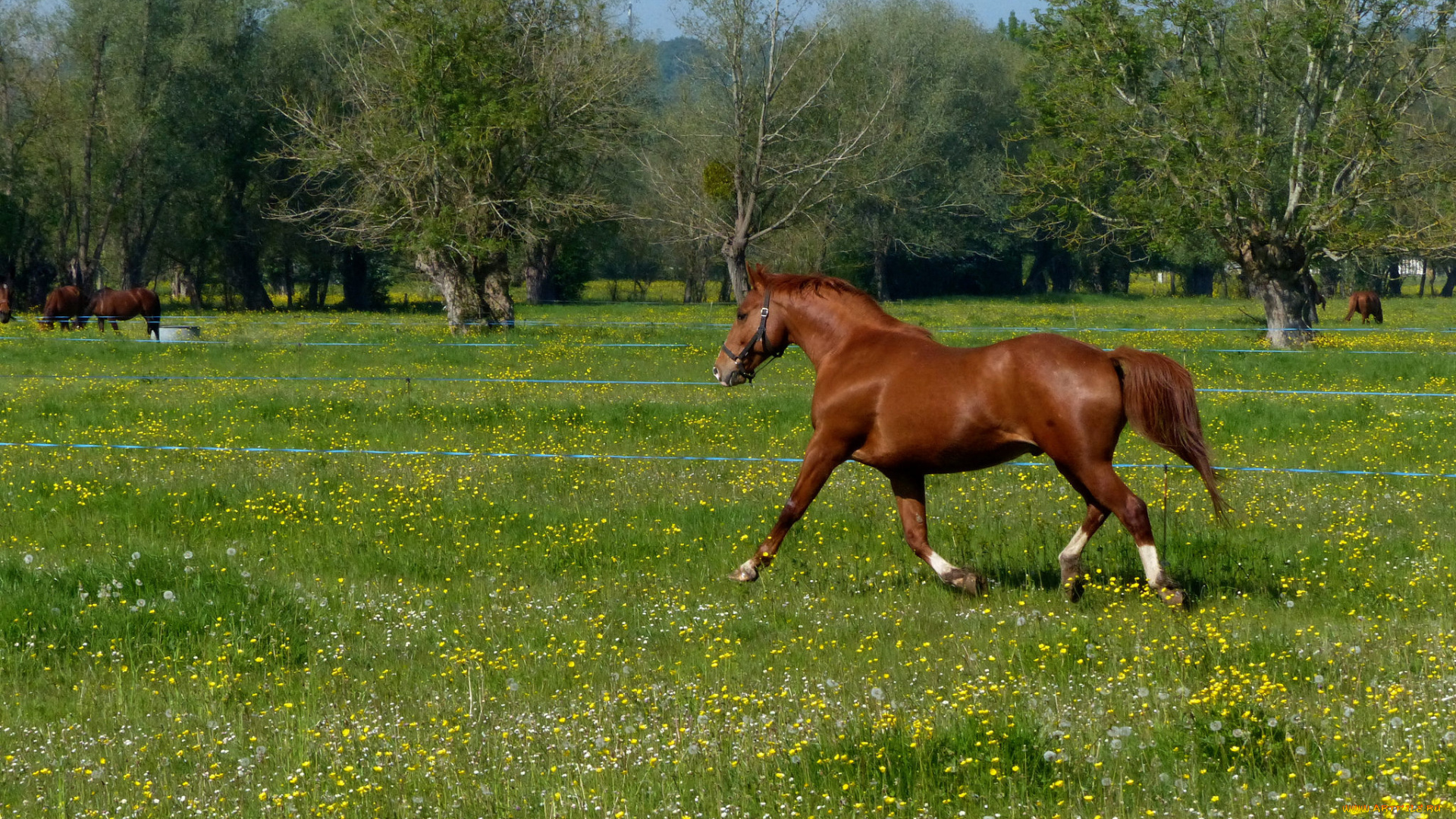 животные, лошади, лошадь