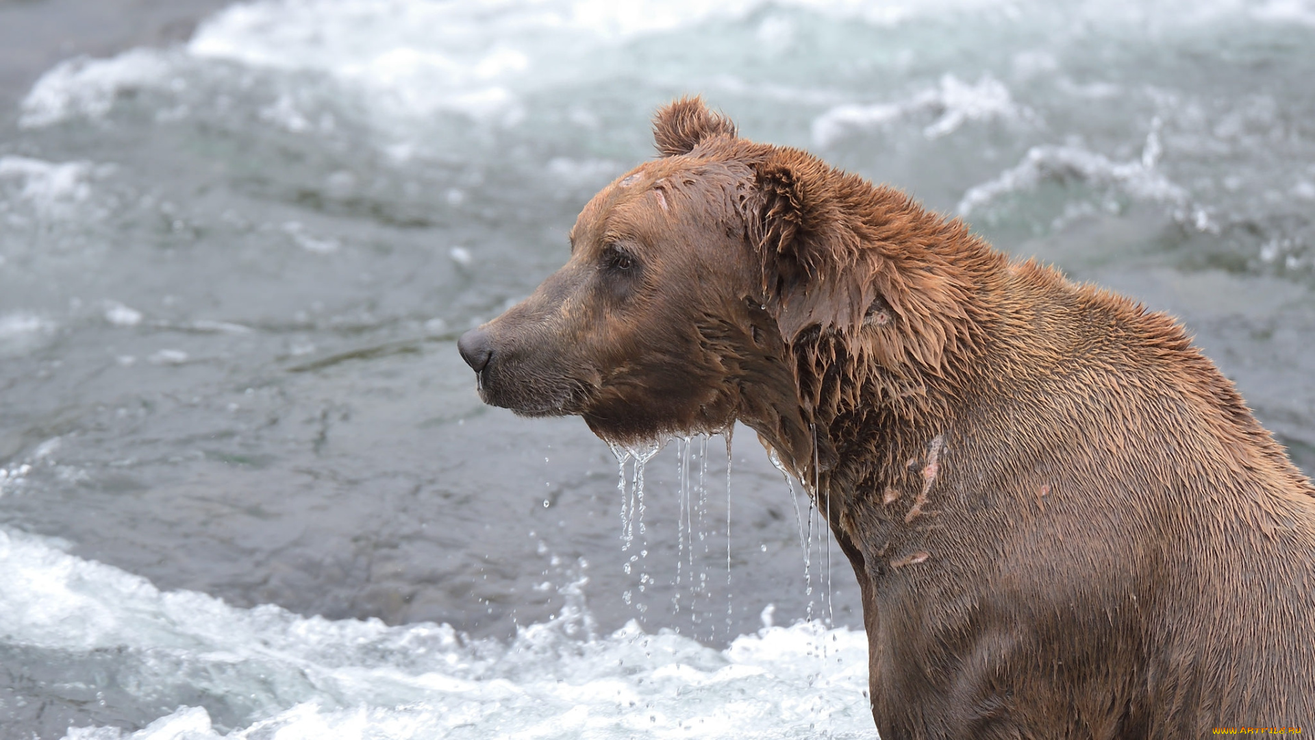 животные, медведи, медведь