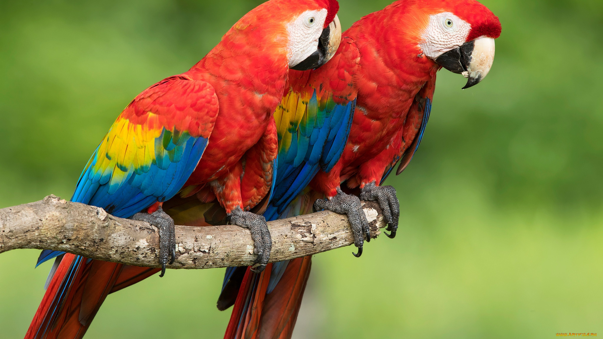 животные, попугаи, боке, красный, ара, фон, парочка, птицы