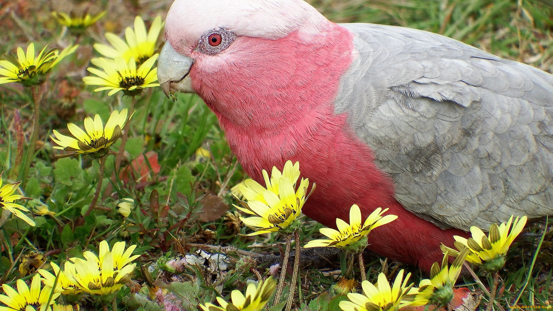 животные, попугаи, попугай