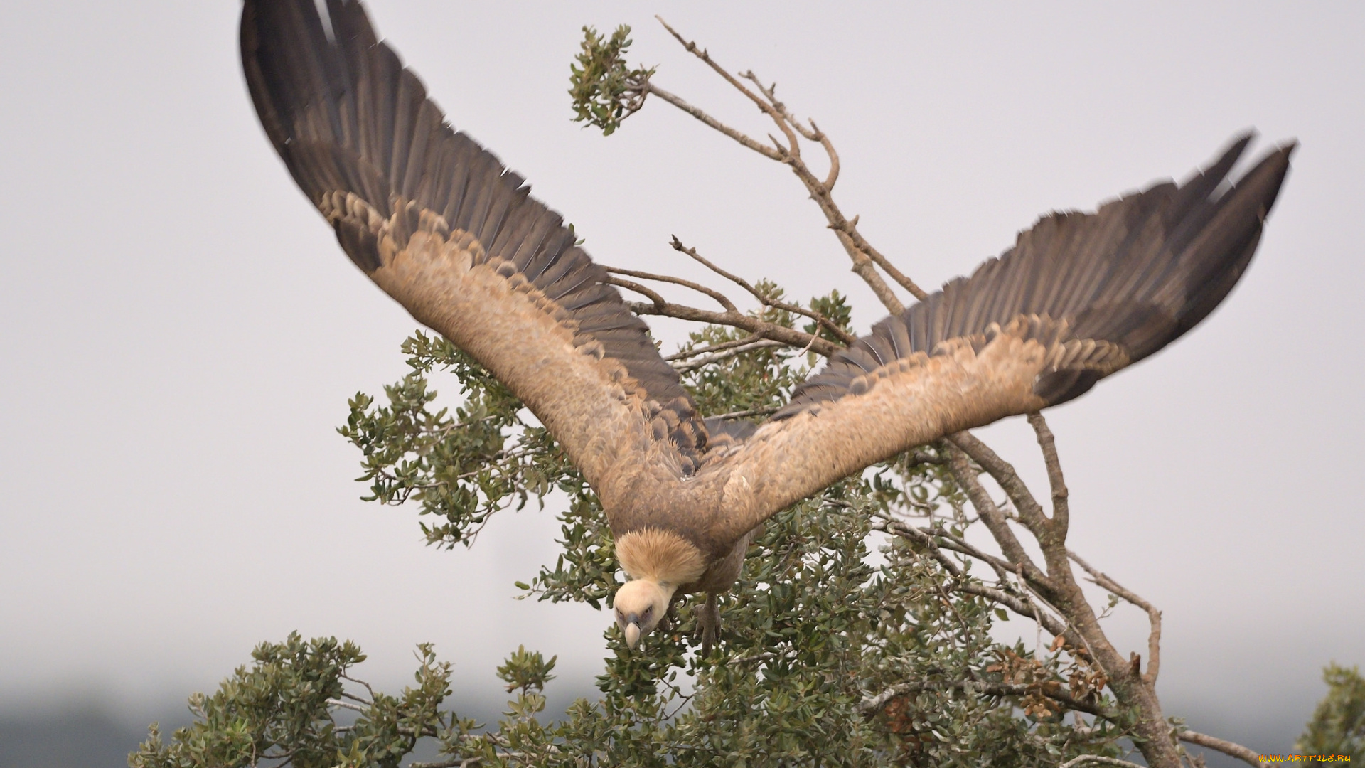 животные, птицы, -, хищники, птица
