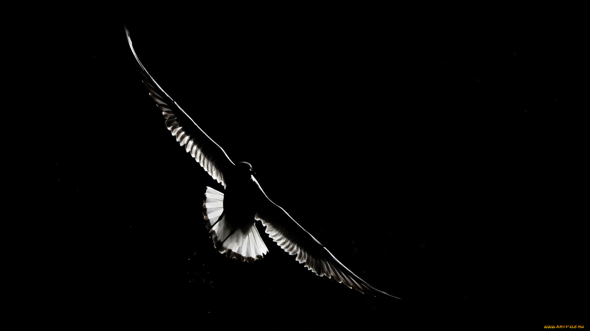 животные, птицы, фон, полёт, птица