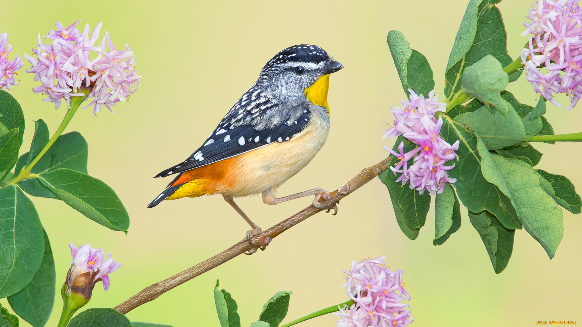 животные, птицы, леопардовая, радужная, птица, цветки, ветка