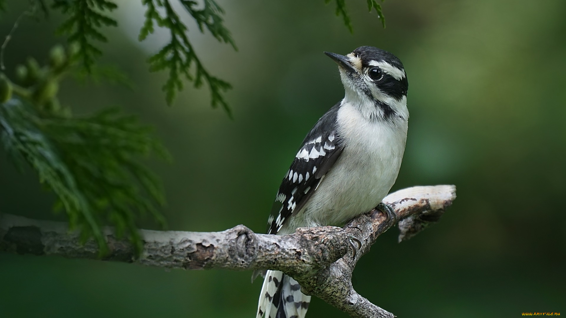 животные, птицы, птица