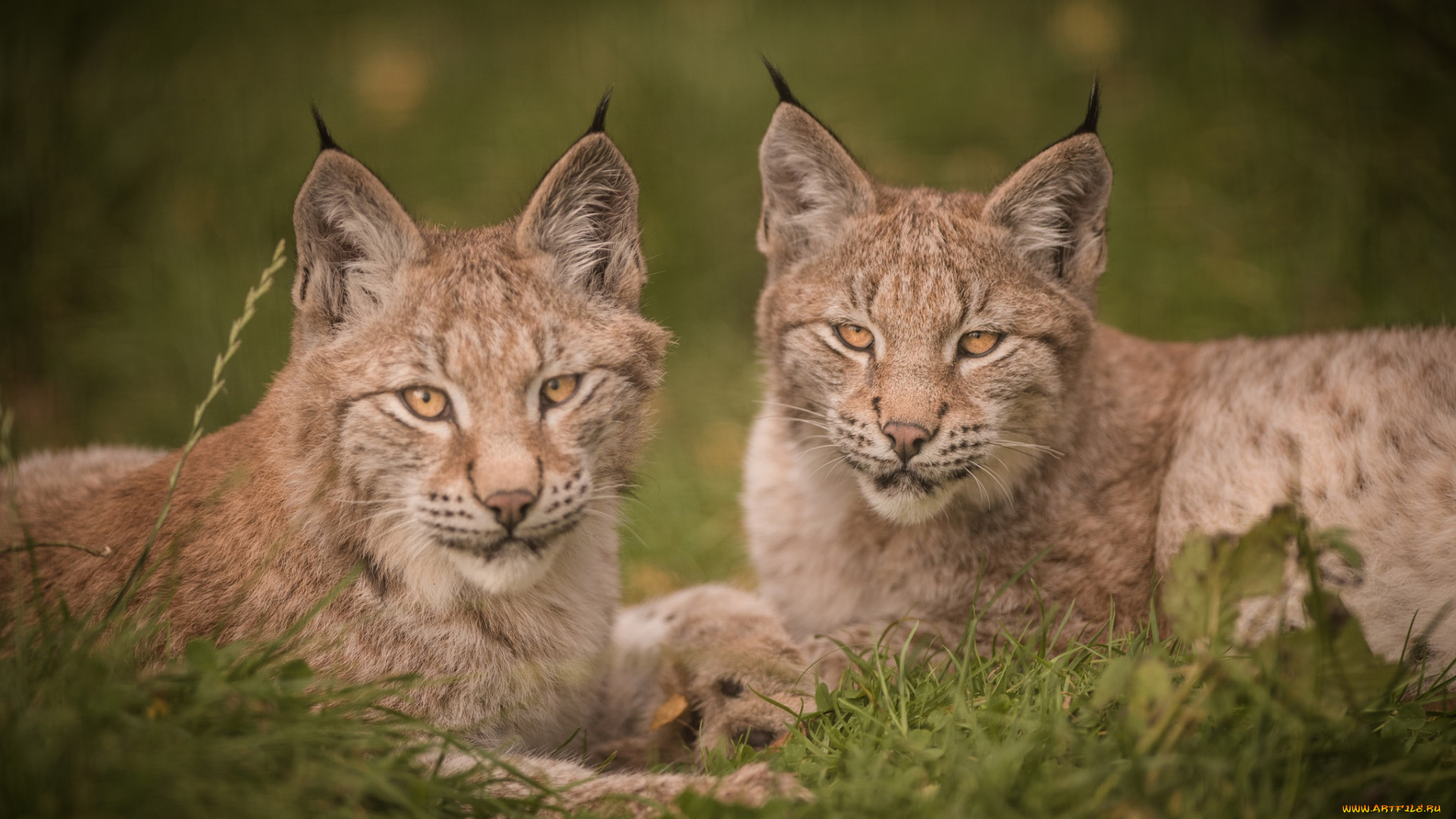 животные, рыси, портрет, детёныши, парочка, рысь, дуэт, рысята, дикая, кошка, взгляд, котята