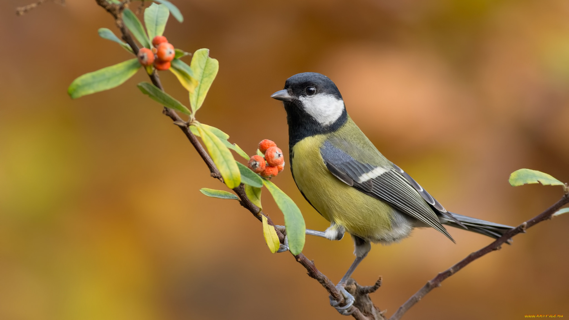 животные, синицы, , лазоревки, синица