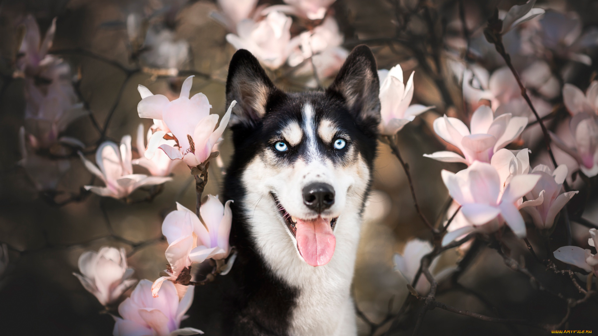 животные, собаки, цветение, ветки, магнолия, морда, хаски, собака, взгляд, цветки, язык