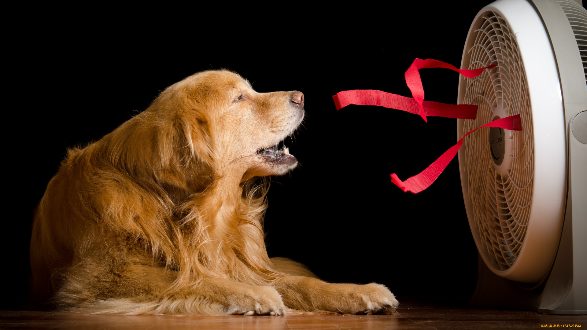 животные, собаки, дом, вентилятор, собака