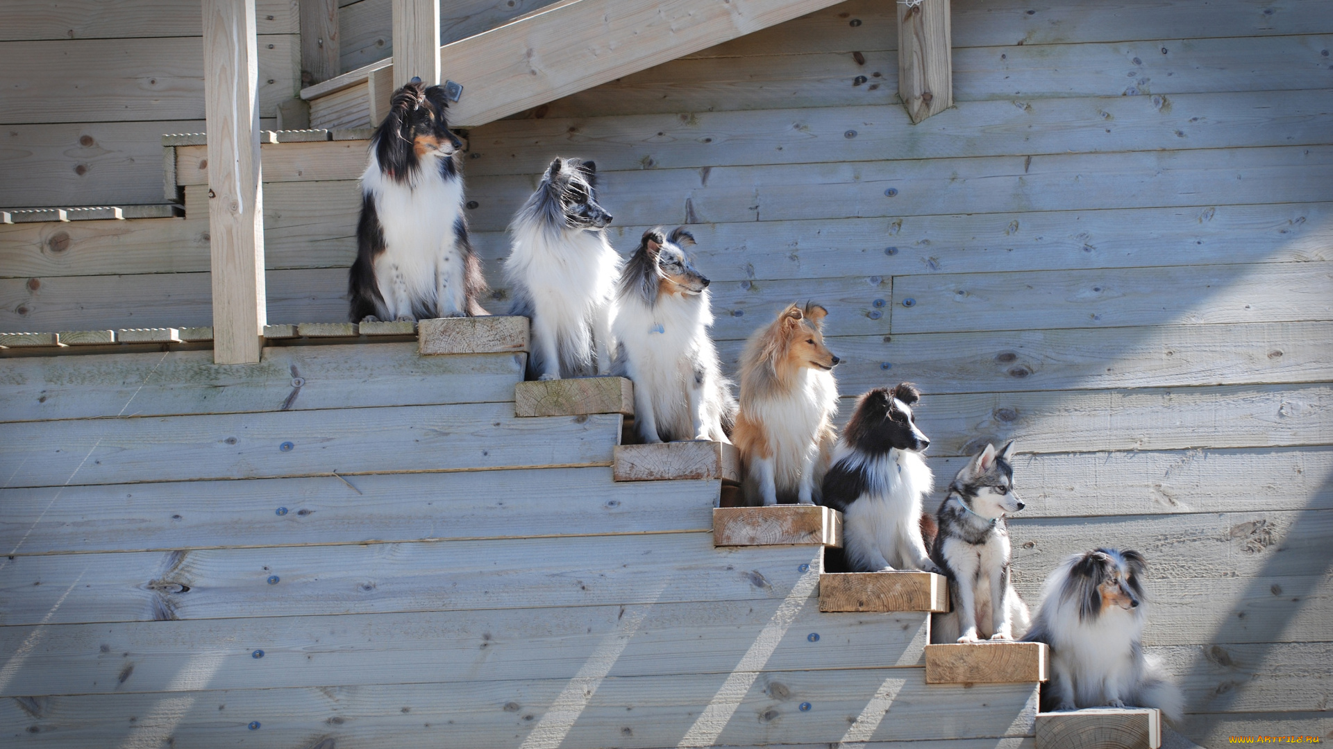 животные, собаки, лестница