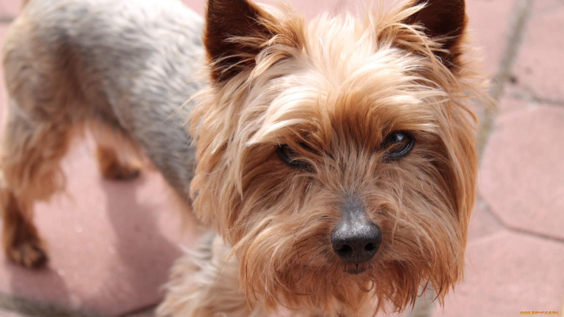 животные, собаки, собака, йоркшир, плитка