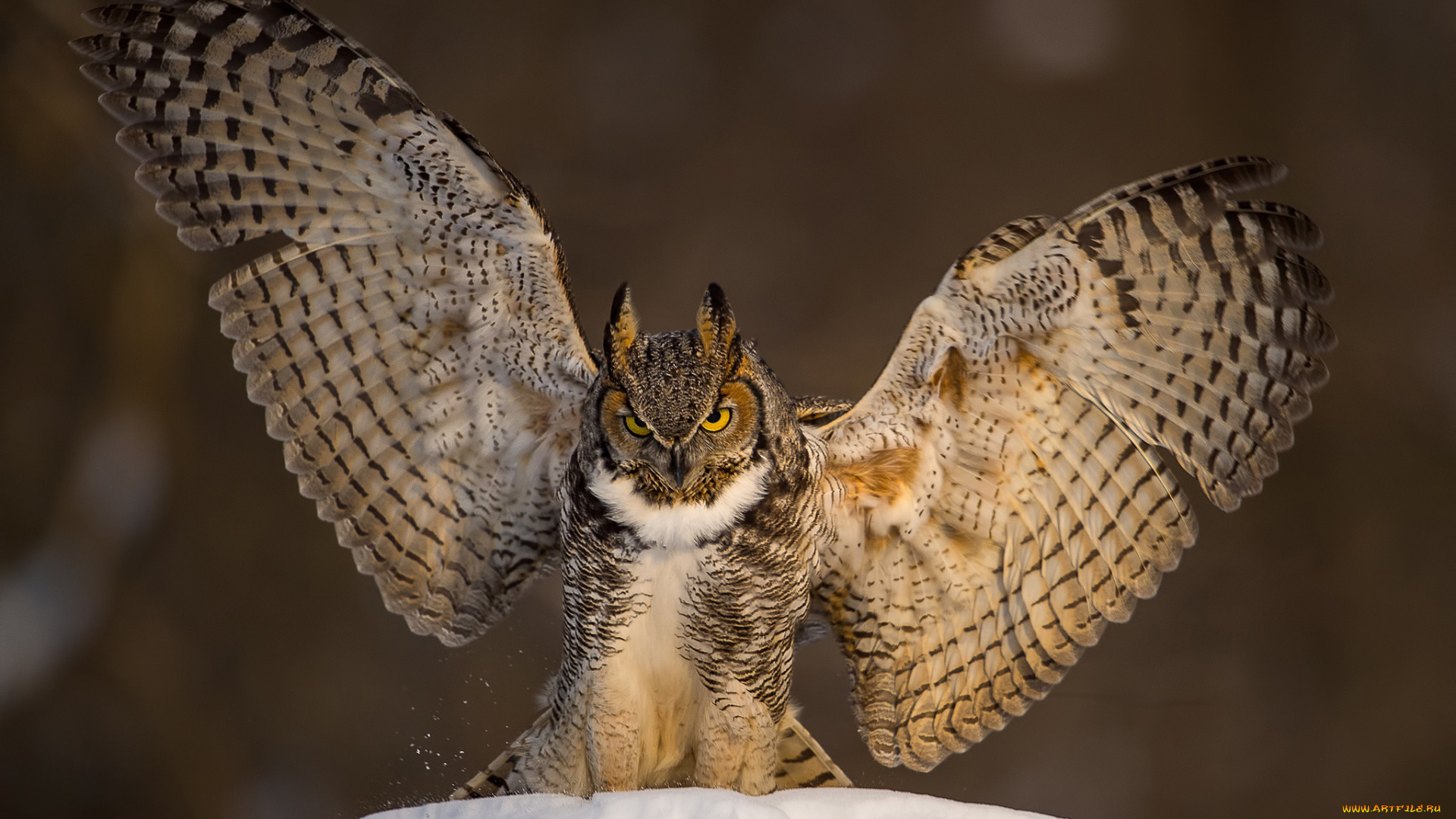 животные, совы, сова, птица, филин, фон, снег, крылья