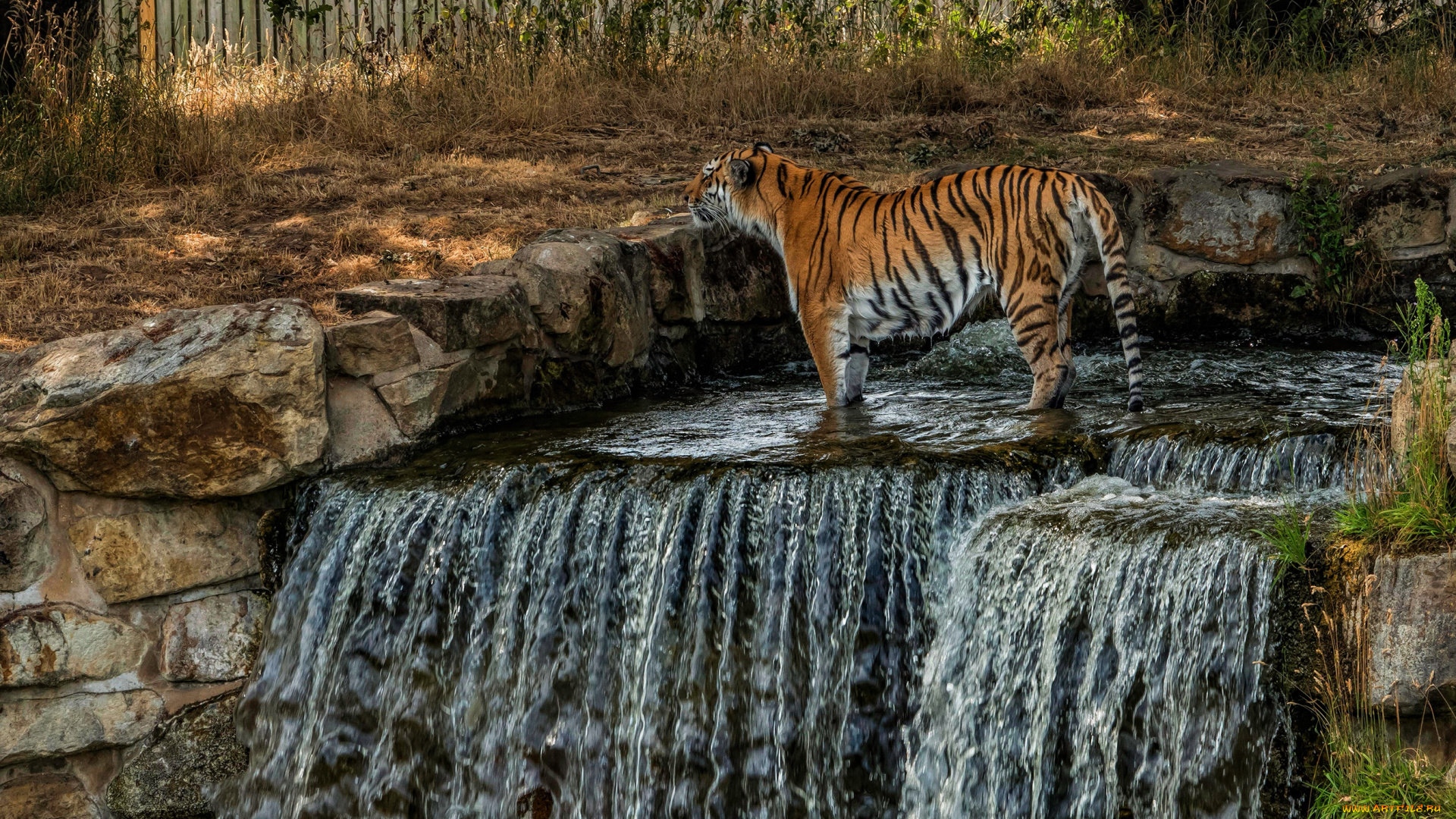 животные, тигры, природа, зоопарк, дикая, кошка, водопад, камни, тигр