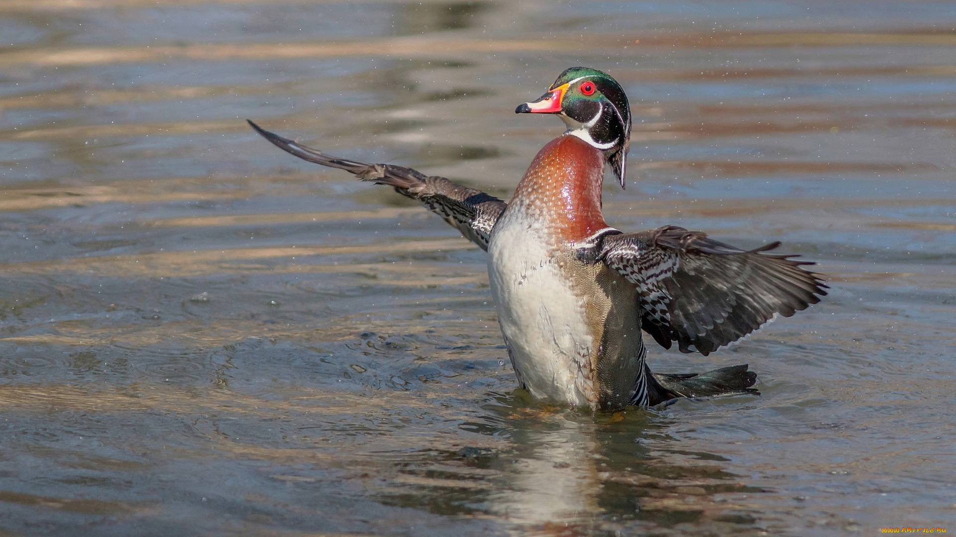 животные, утки, птица