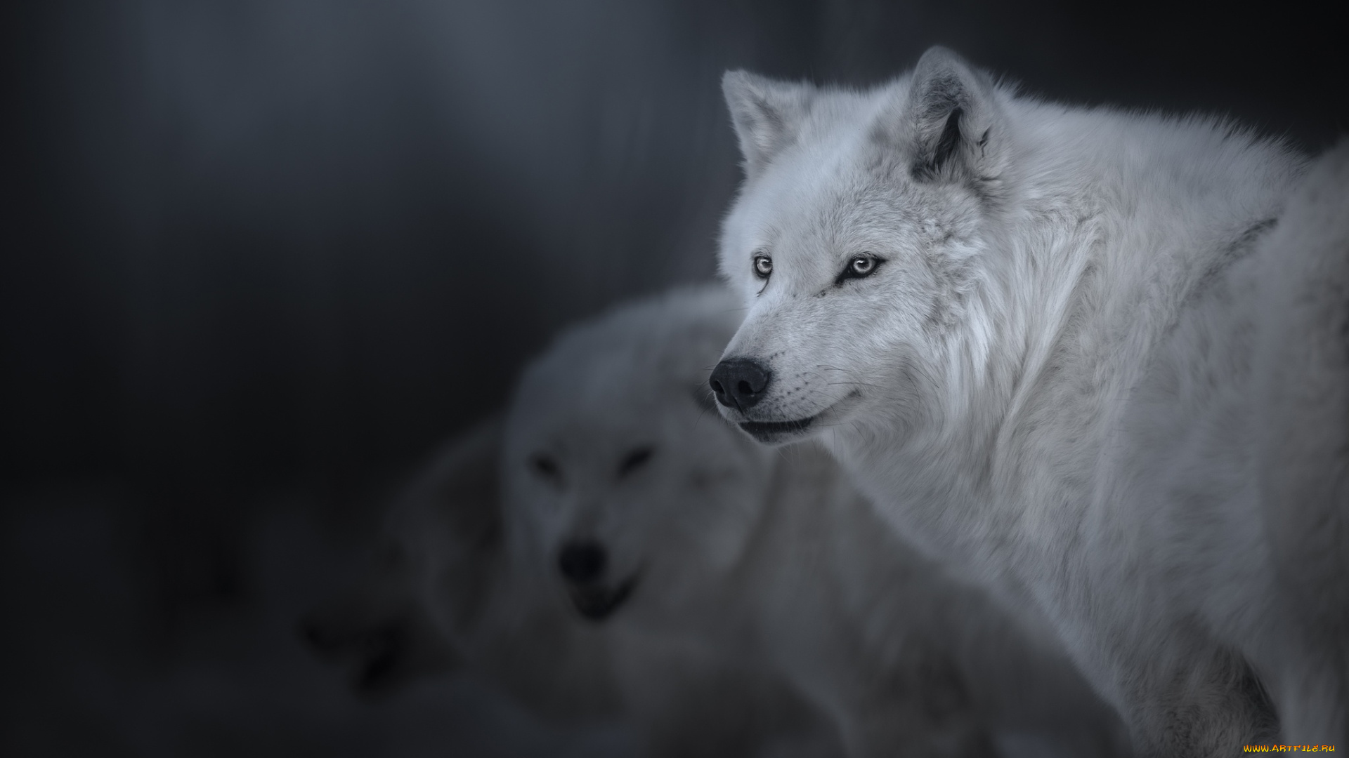 животные, волки, , койоты, , шакалы, полярный, волк, взгляд