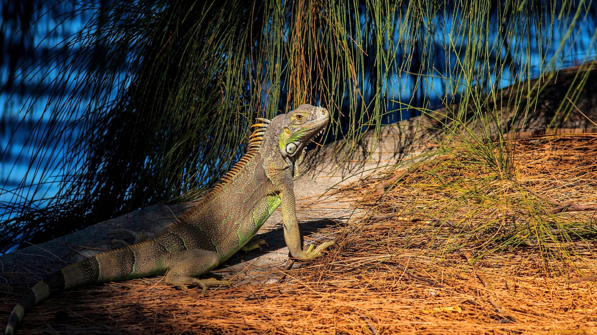 животные, Ящерицы, , игуаны, , вараны, ящерица