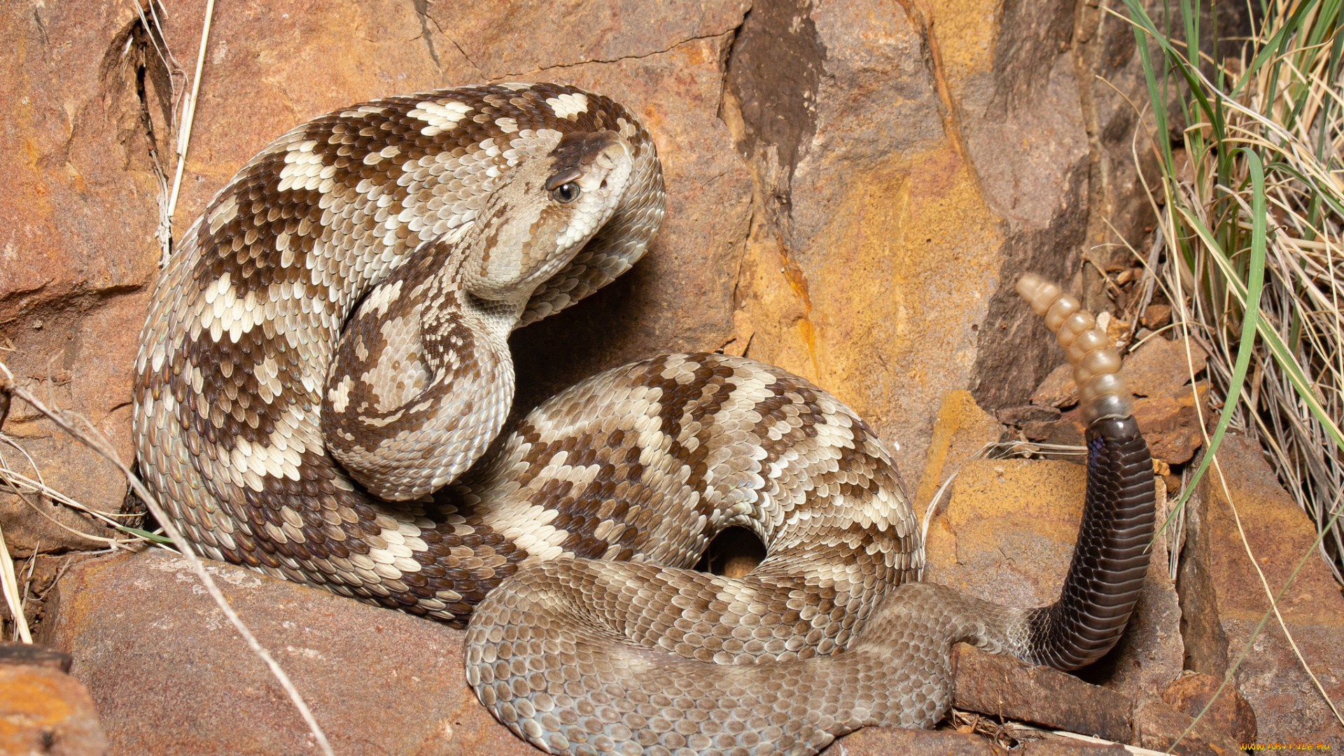 животные, змеи, , питоны, , кобры, гремучая