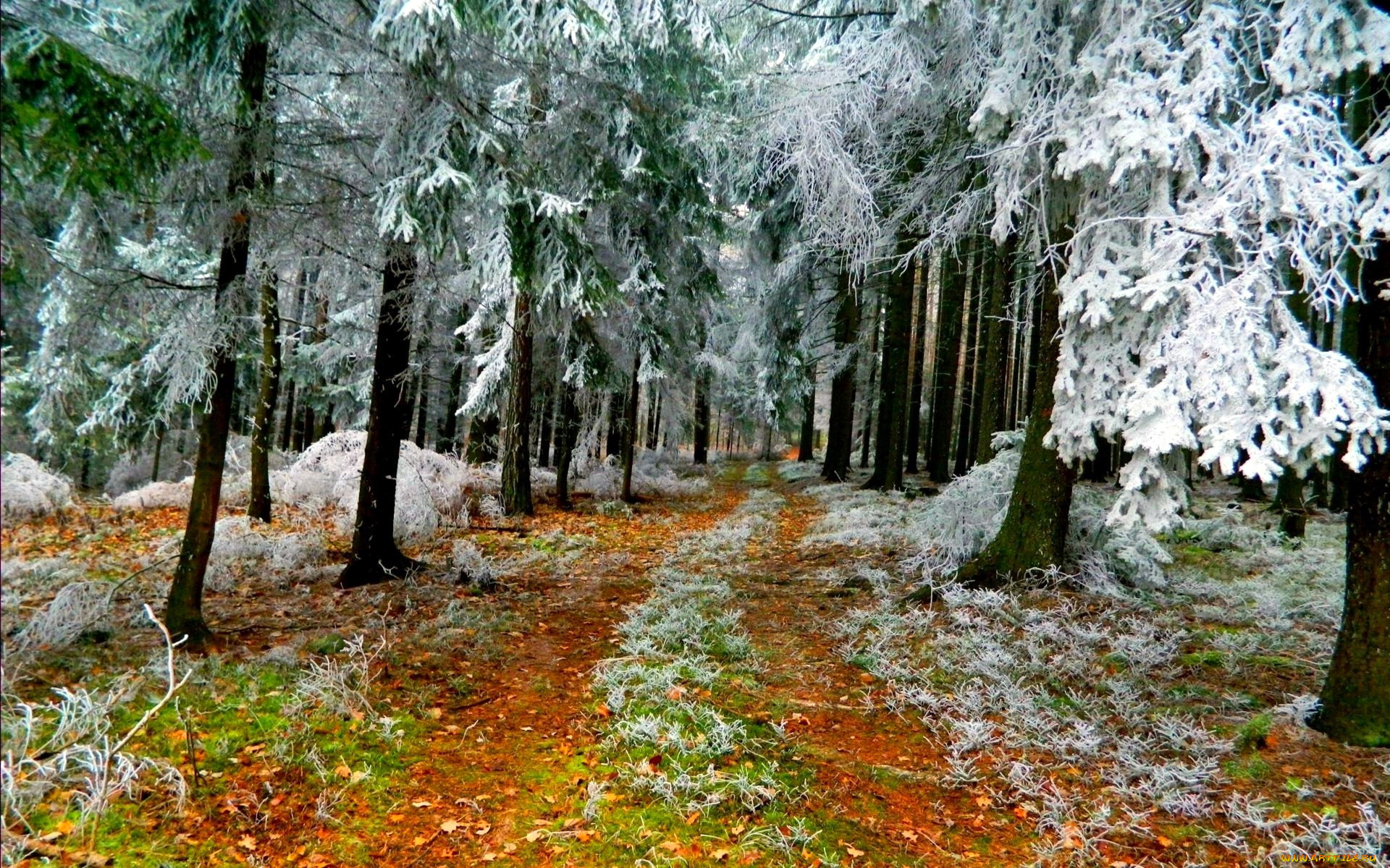 природа, лес, осень