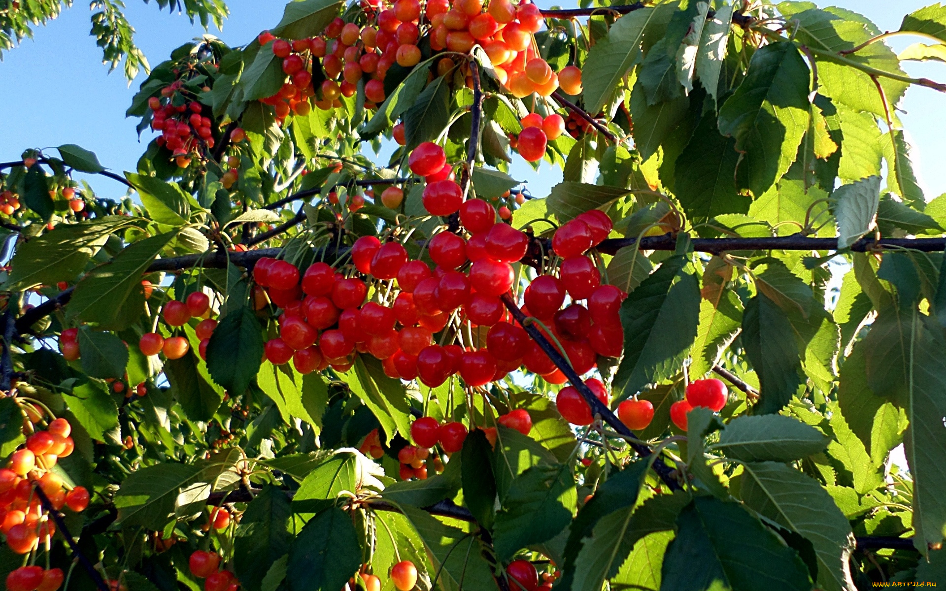 природа, Ягоды, Черешня