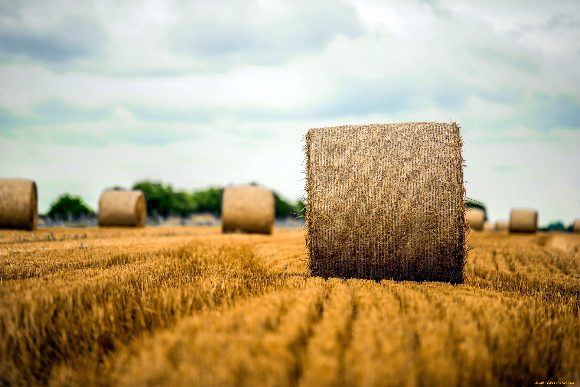 природа, поля, поле