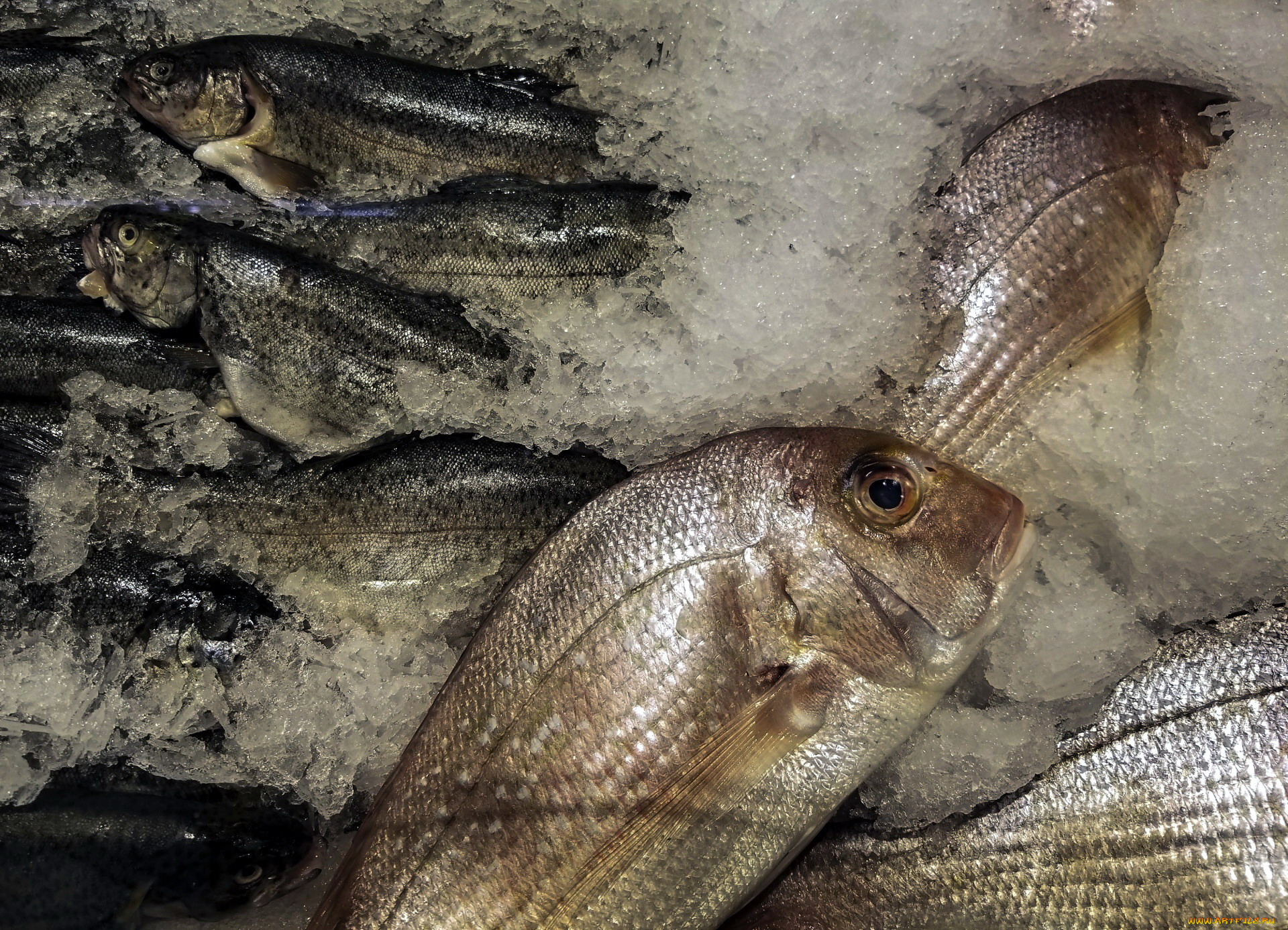 еда, рыба, , морепродукты, , суши, , роллы, свежая