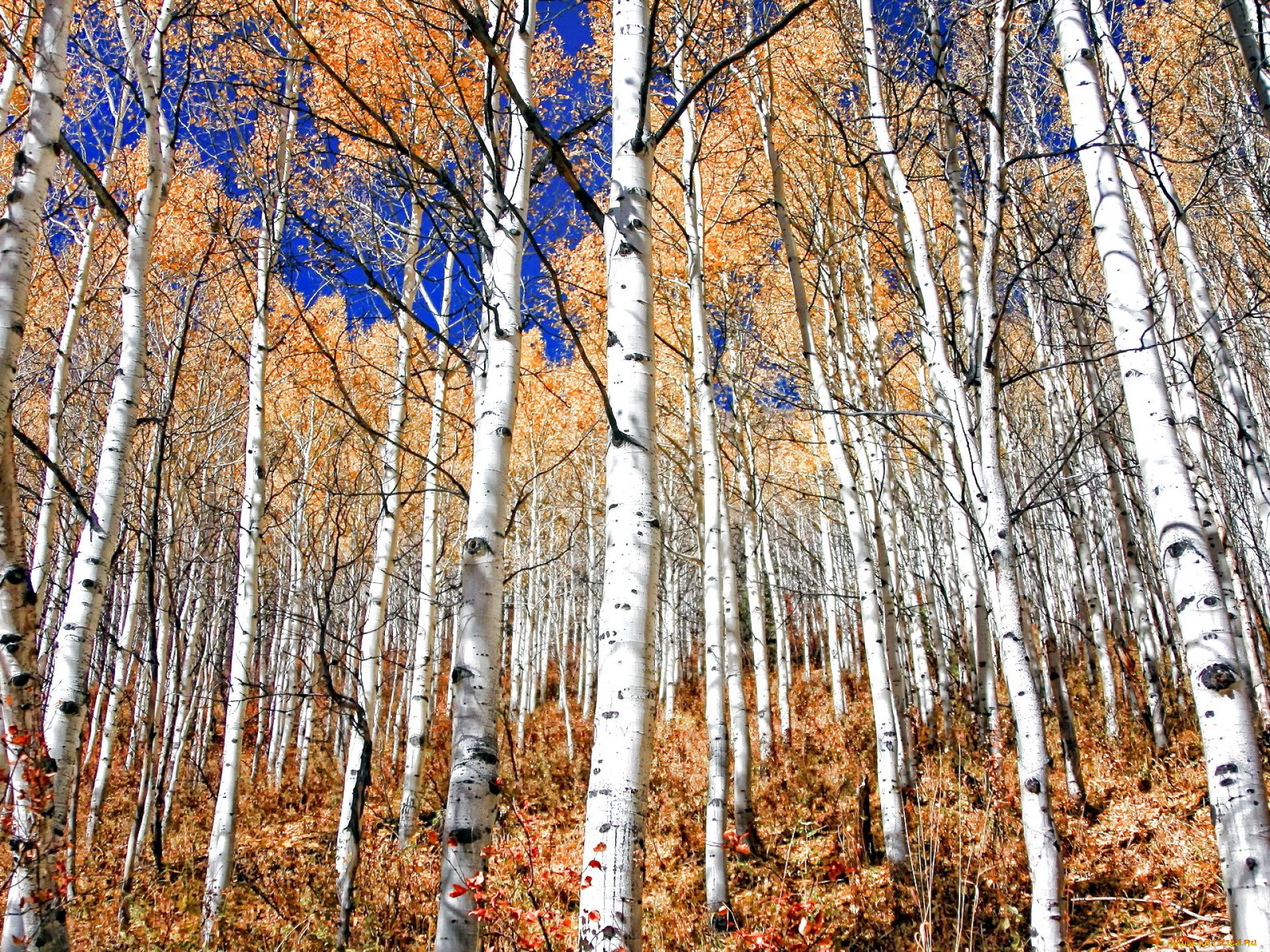 природа, лес, березы, роща