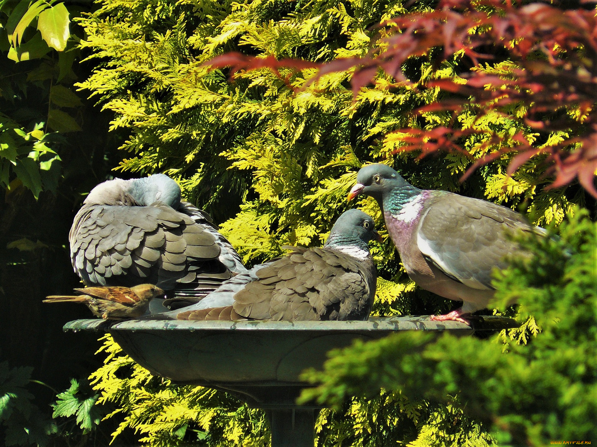 животные, голуби