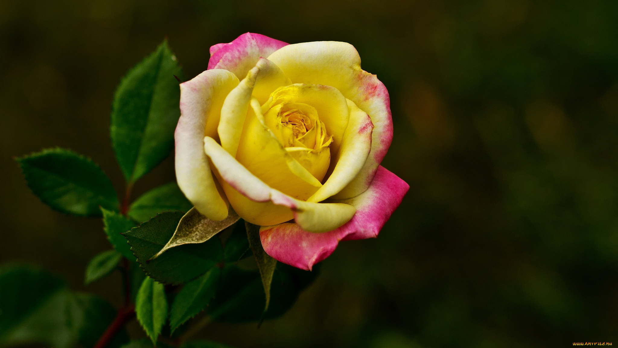 цветы, розы, яркая, макро, роза, тёмный, фон, бутон