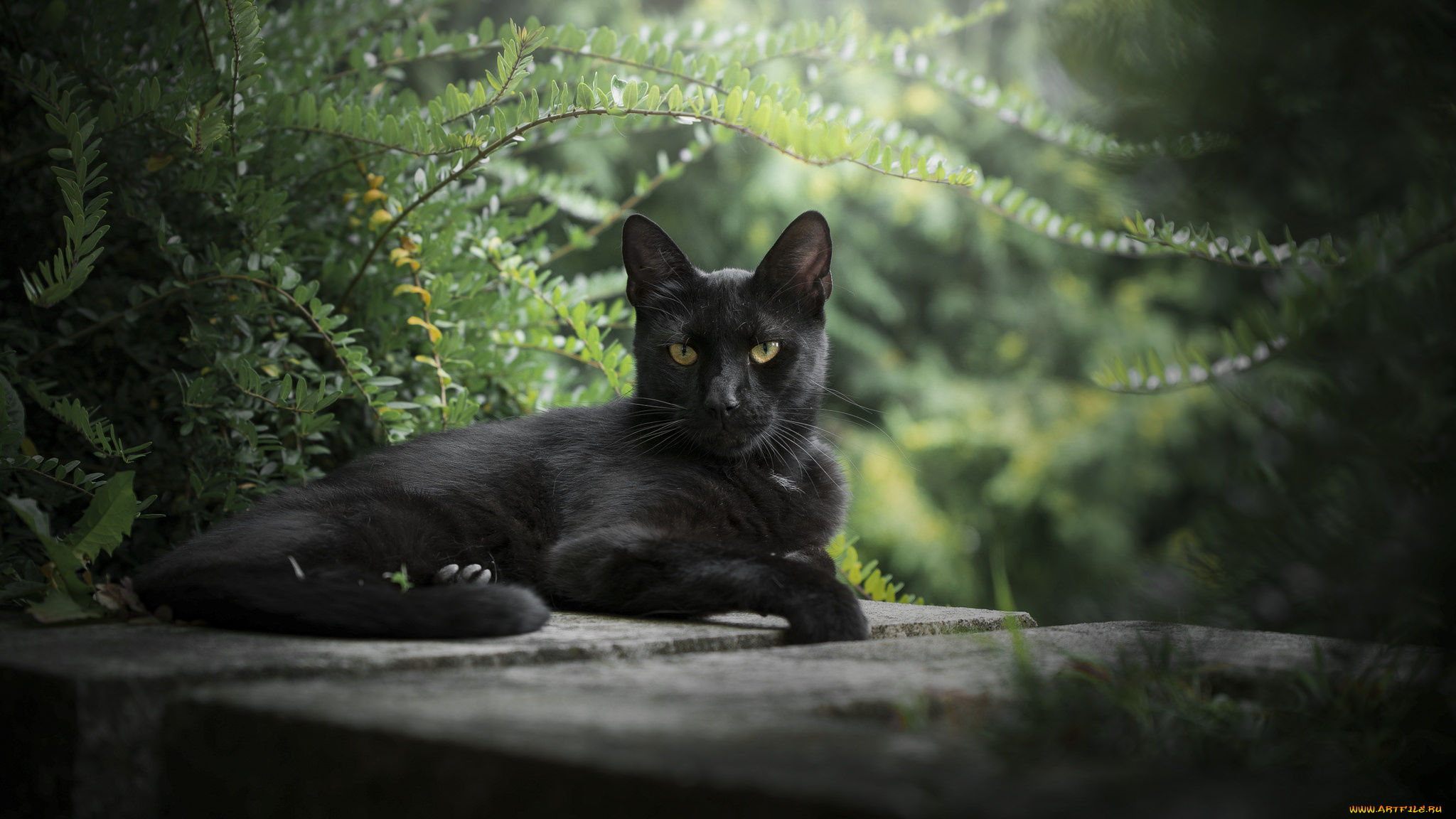 животные, коты, кот, взгляд, природа, травка, фон