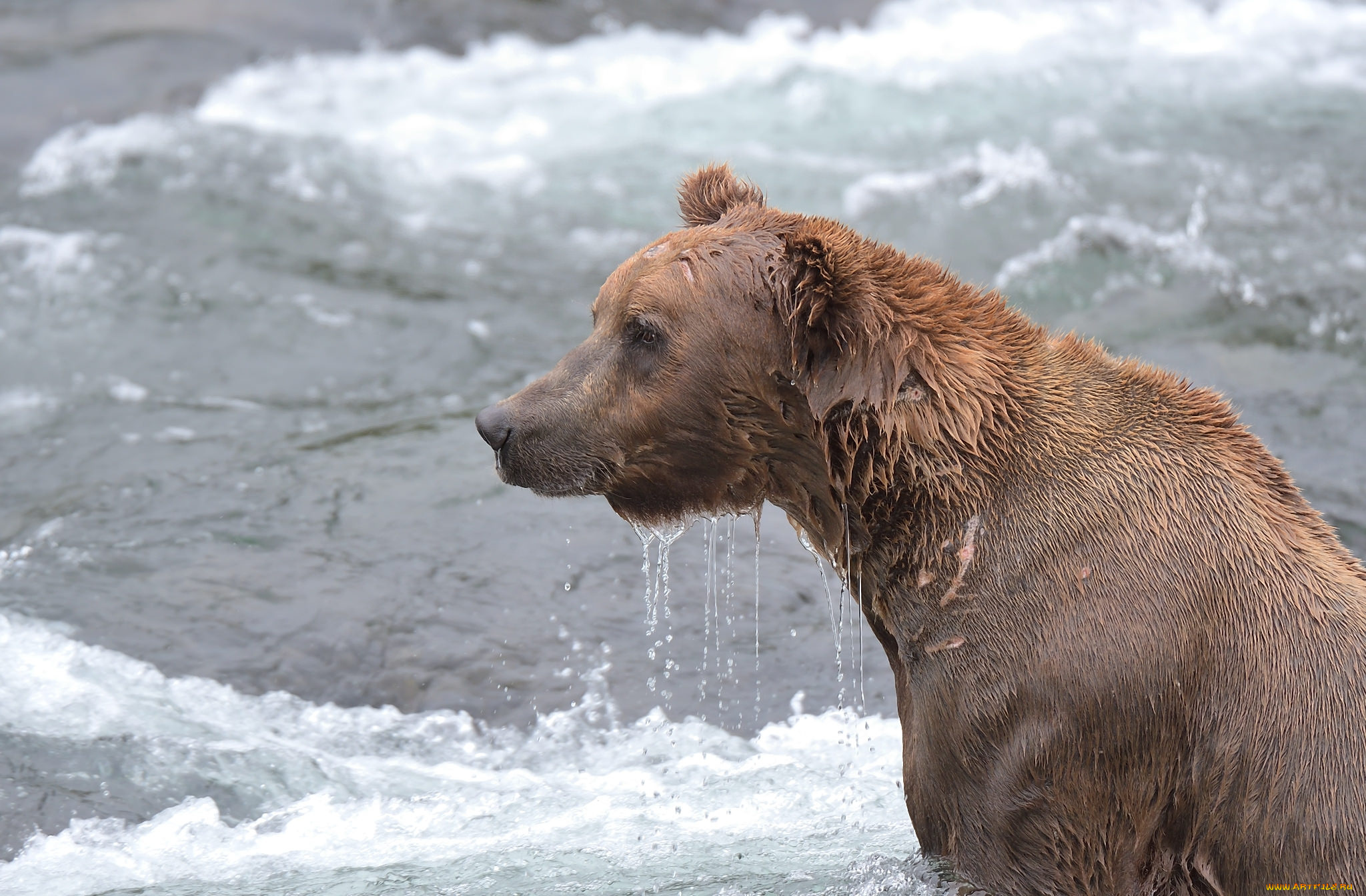 животные, медведи, медведь