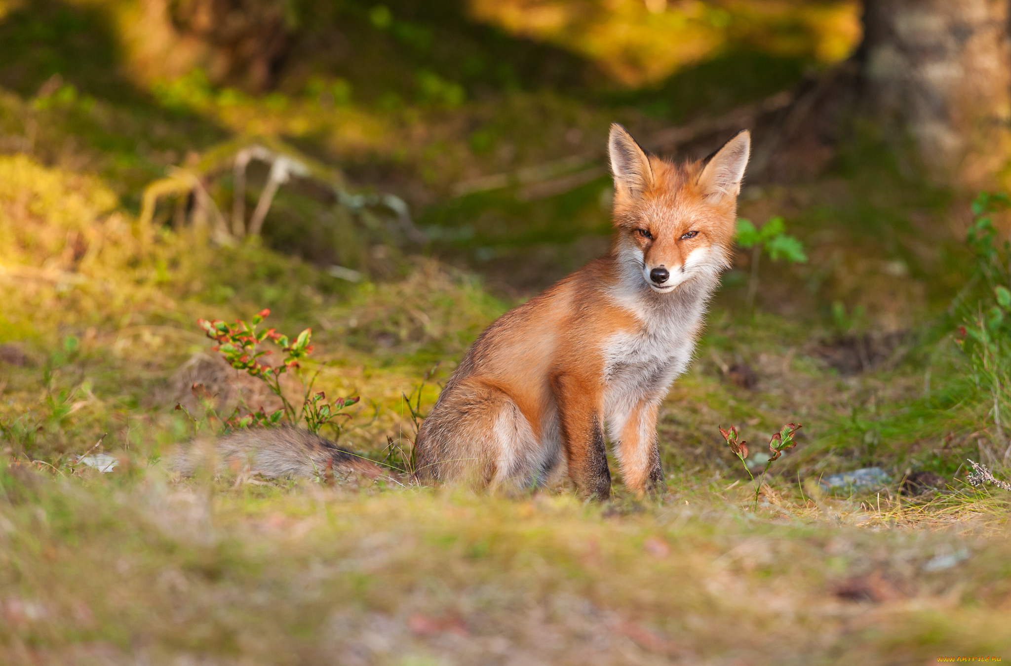 животные, лисы, хитрая, животное, лисица