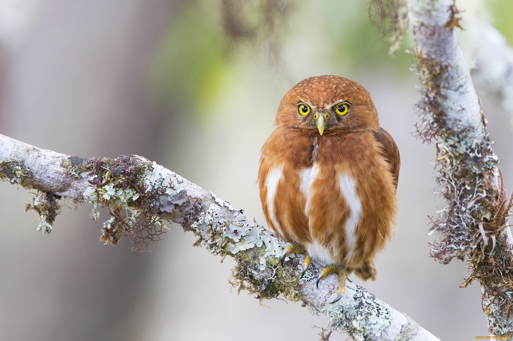 животные, совы, сова, рыжая, ветка