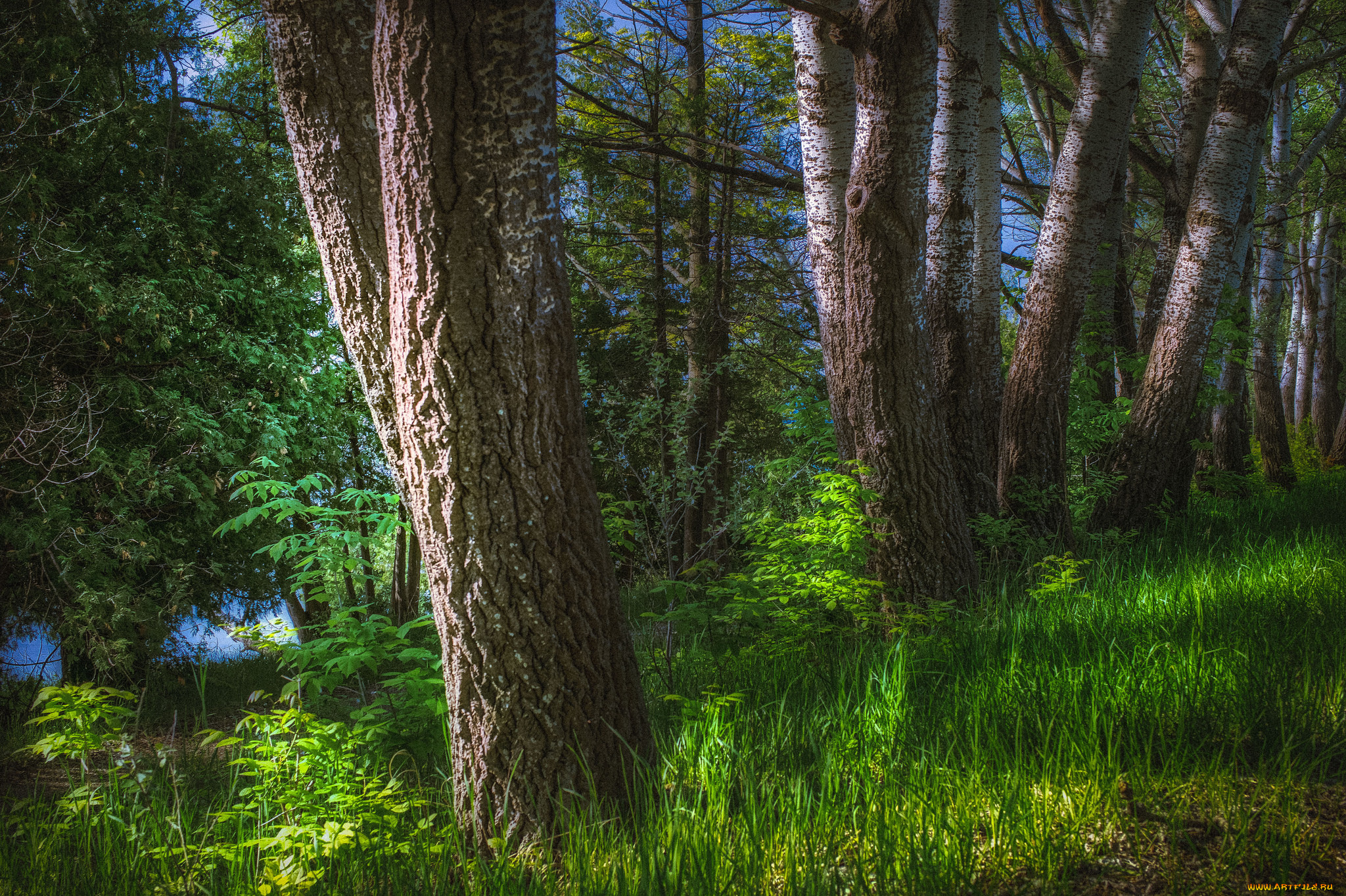 природа, лес, простор