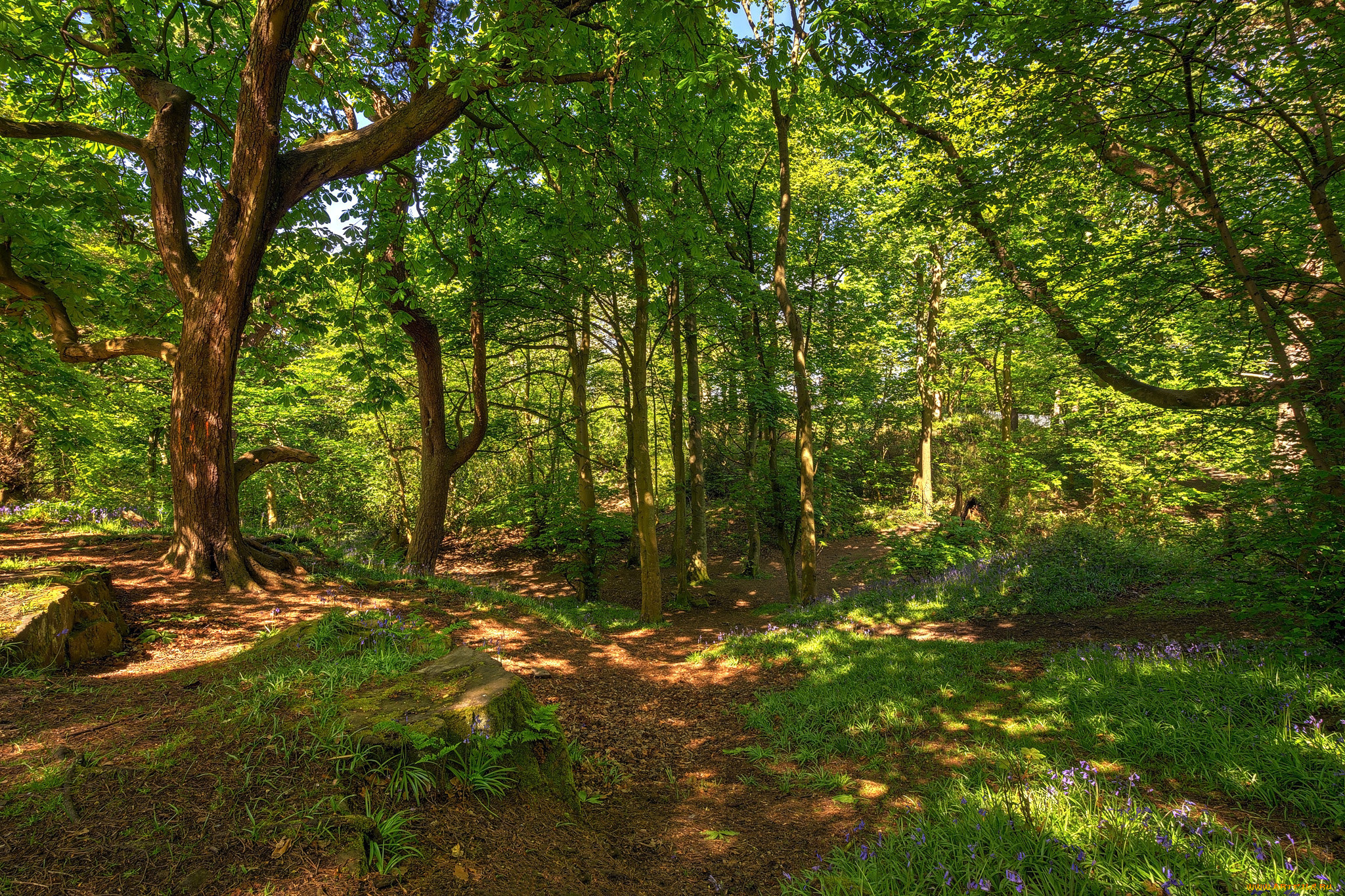 природа, лес, простор